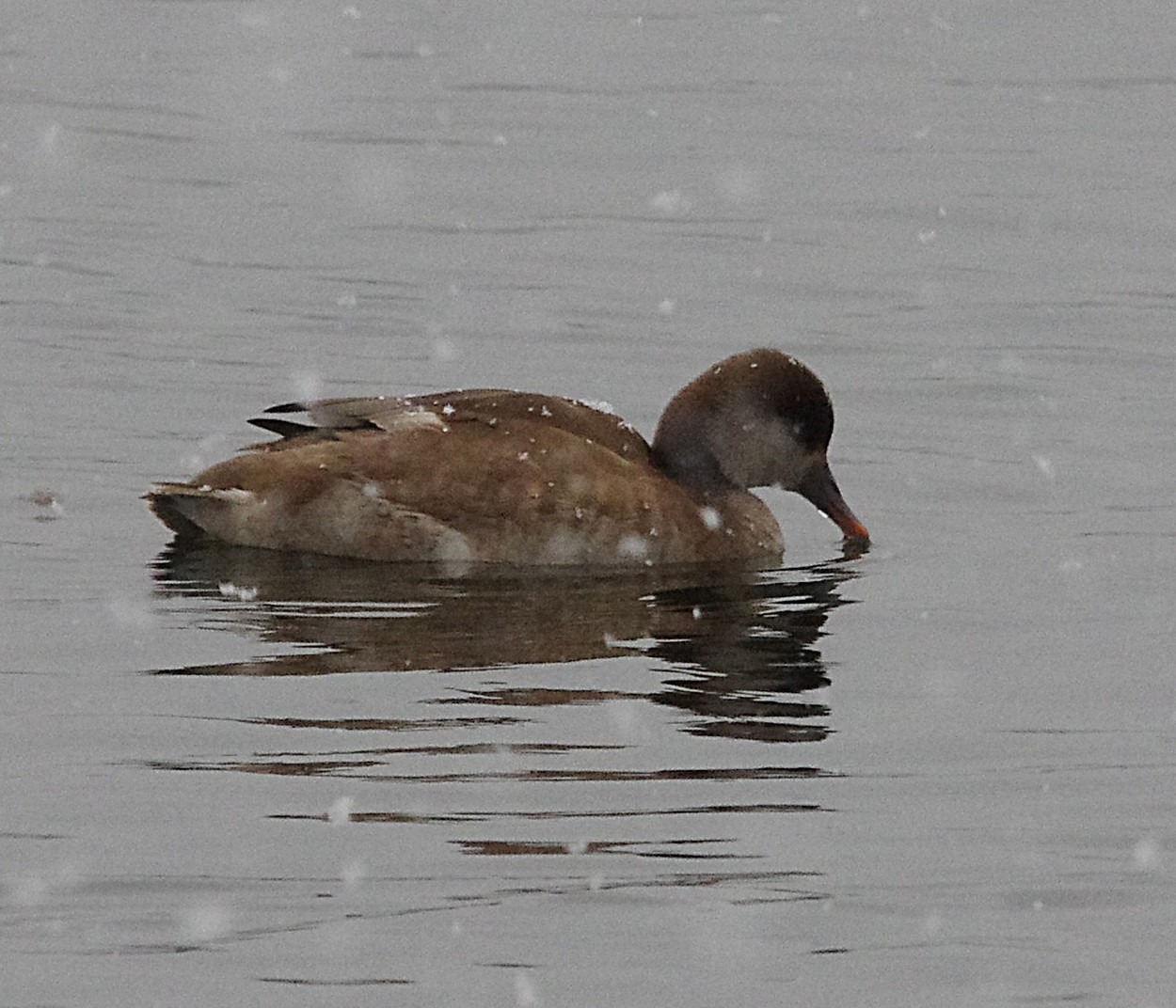 Damh1201221407c.JPG