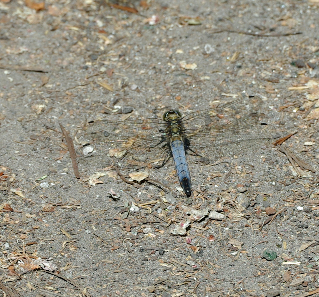 Dyr0806051444b.JPG