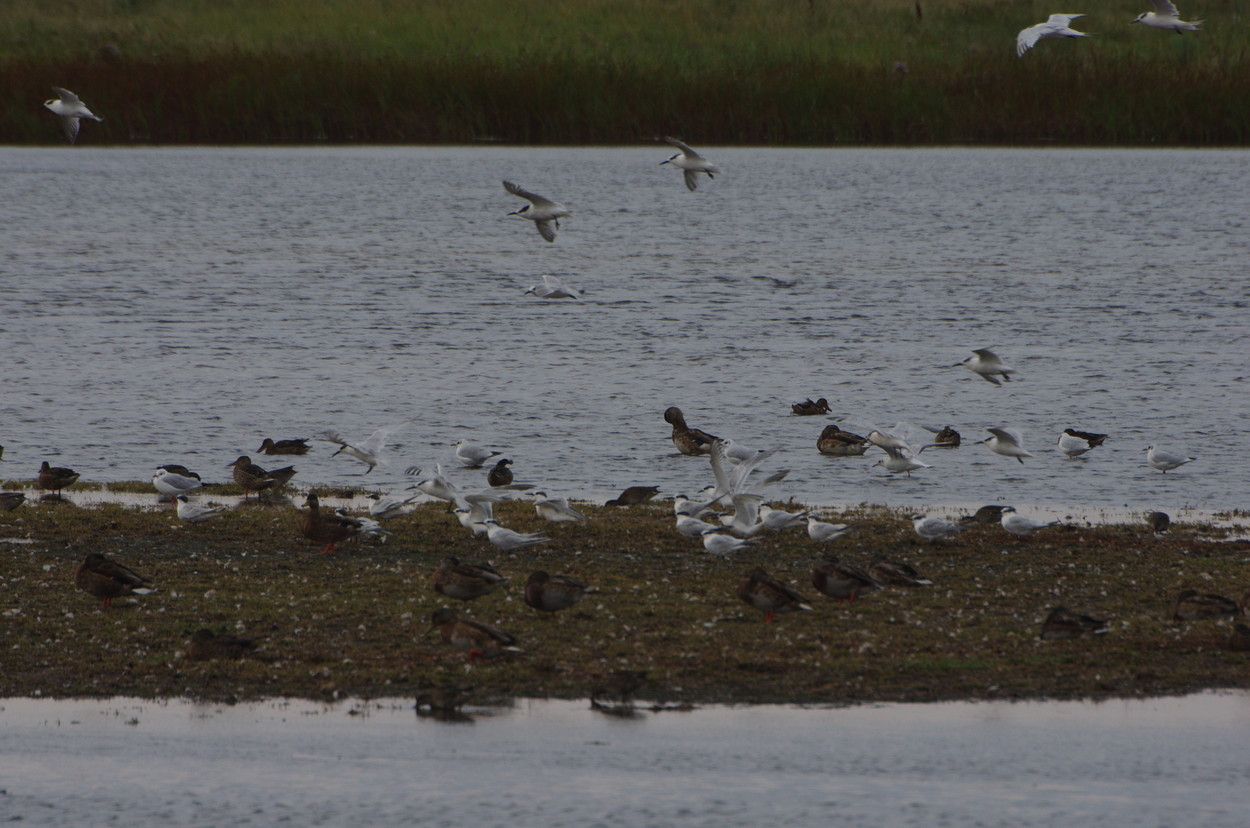 Falsterbo1109030905.JPG