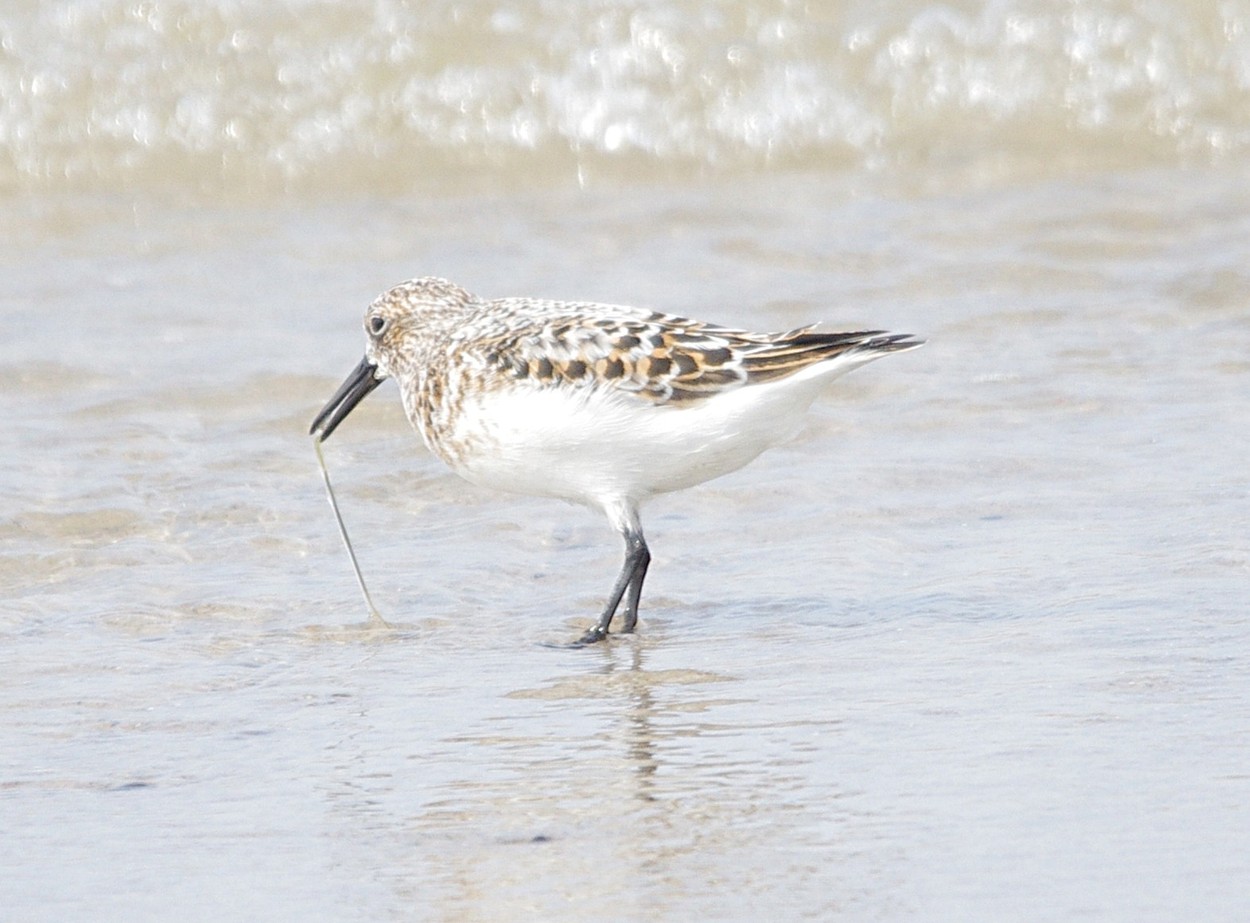 HvSa1205201055a.JPG