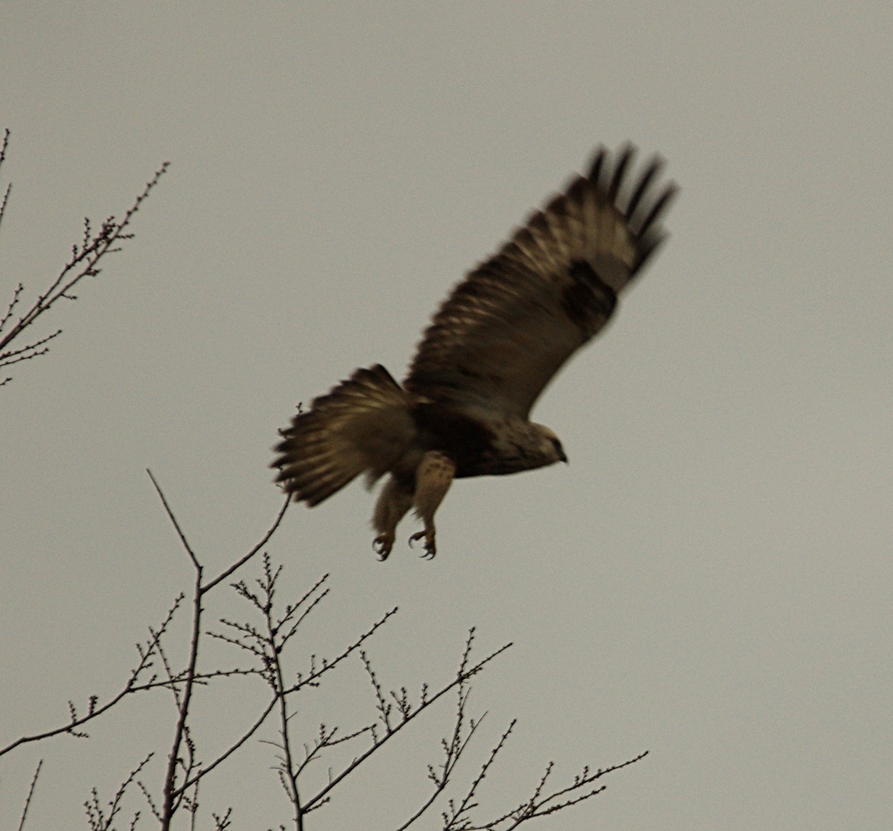 Nivaa1501311047b.JPG