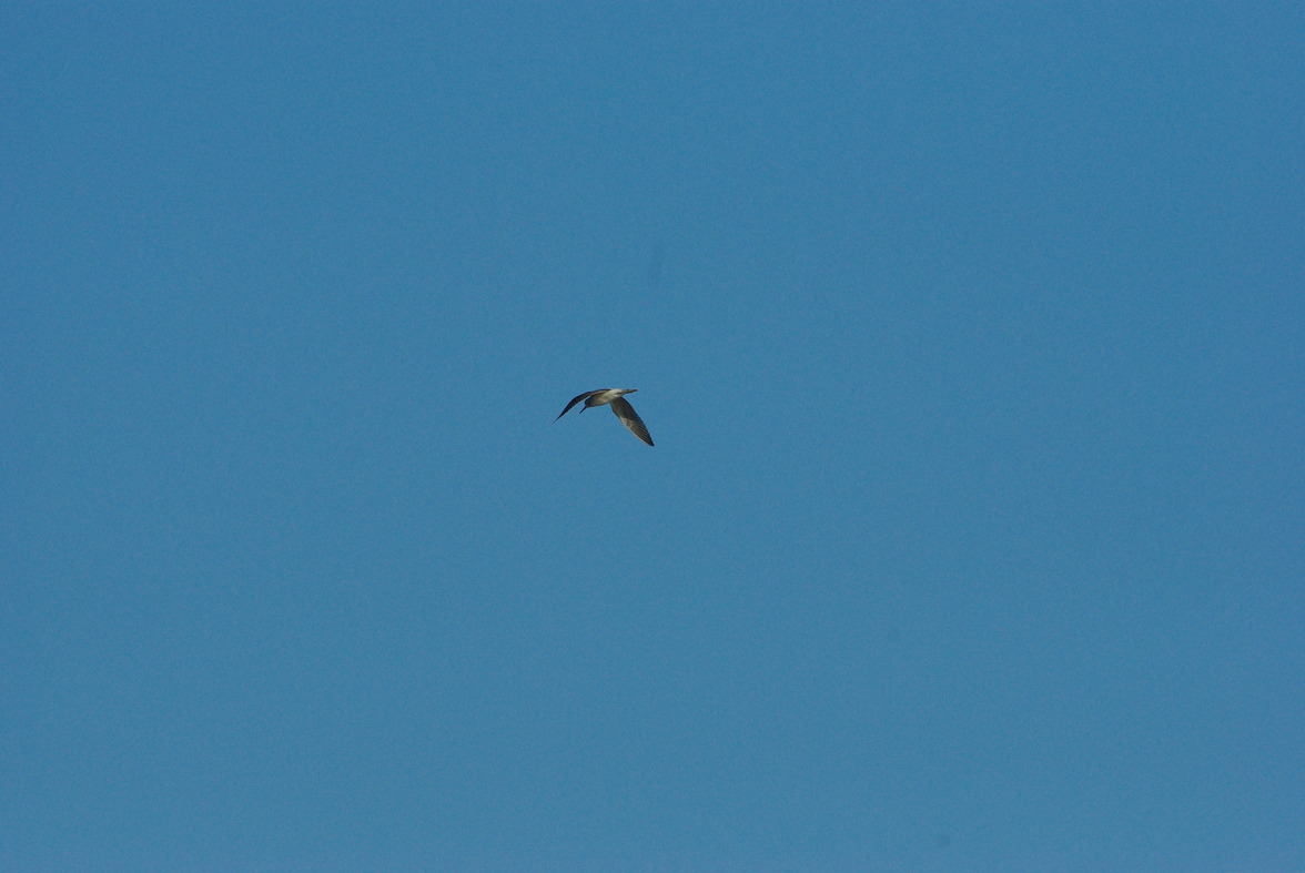 Oelse1008040747a.JPG