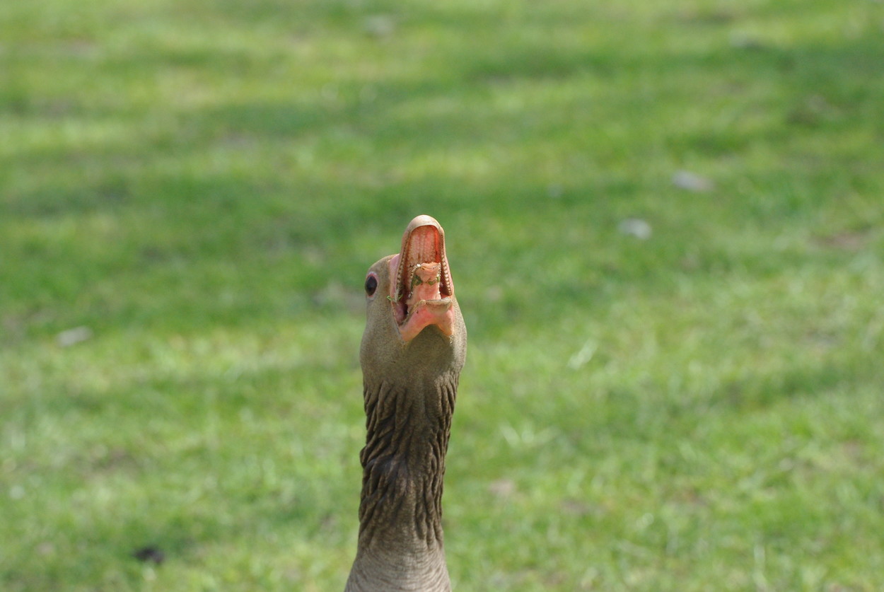 Utter0904271344.JPG