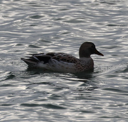 Amager2301211107b.jpg