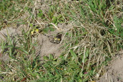 Borb0904101032.jpg