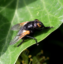 Borb2310071400.jpg