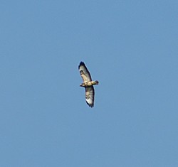 Brede0804290943.jpg