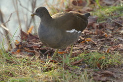 Brede0901111348b.jpg