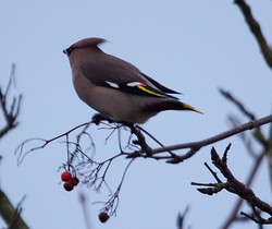 Brede1211241507c.jpg