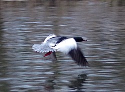 Brede1401191421c.jpg