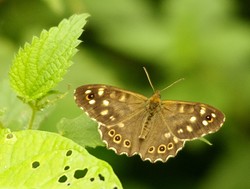 Brede1409071028.jpg