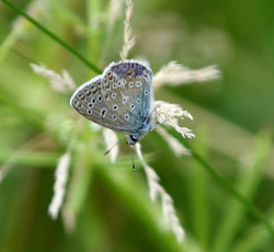 Brede1607161029a.jpg