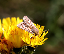 Brede2109041545b.jpg