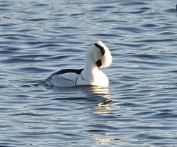 Damh1201141425c.jpg