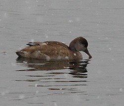Damh1201221407c.jpg