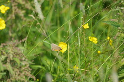 Dyr1107031157.jpg