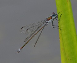 Dyr1108141430b.jpg
