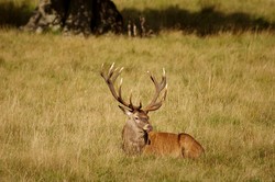 Dyr1509261056b.jpg