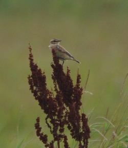 Falsterbo1109031633b.jpg