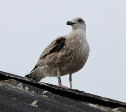 Gille2012051316c.jpg