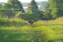 Holl0906270543a.jpg