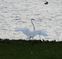 Holl2110301319d.jpg