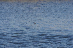 HvSa1102191147b.jpg