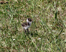 Hvidovre1606051319h.jpg