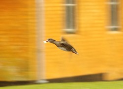 Lyngby1503211514.jpg