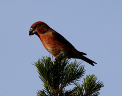 Melby2401281202d.jpg