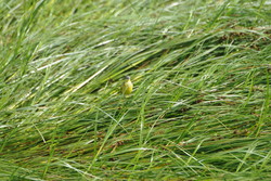Oelse1008041101e.jpg
