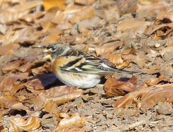 Raad1202021207a.jpg