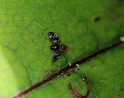Raad1907201155.jpg